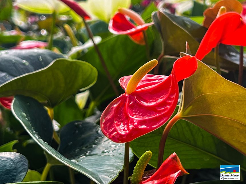 Des anthuriums pour la fête des mères !